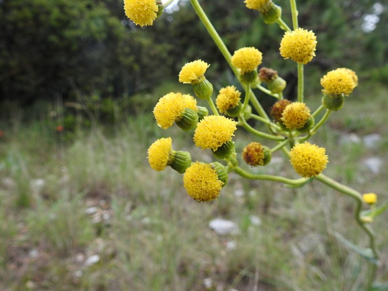 Senecio madrensis photo 7
