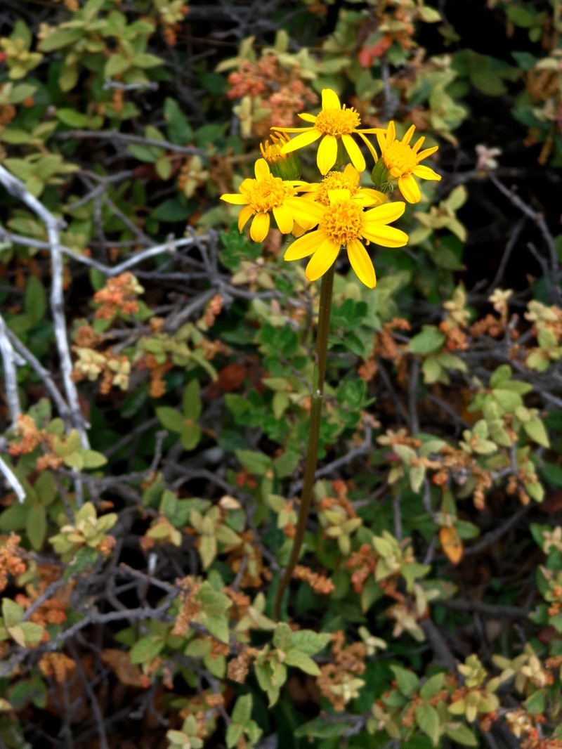 Senecio madrensis photo 8