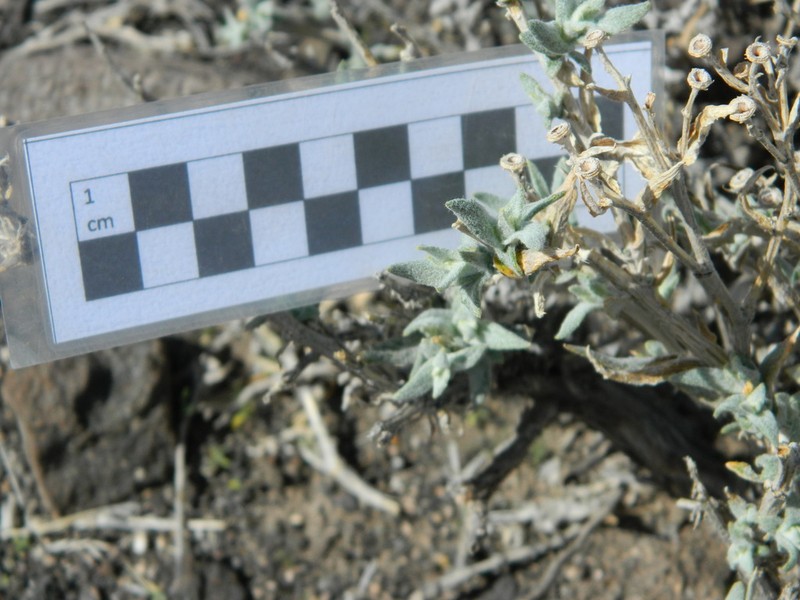 Senecio maeviae