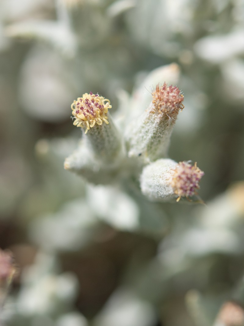 Senecio maeviae photo 2