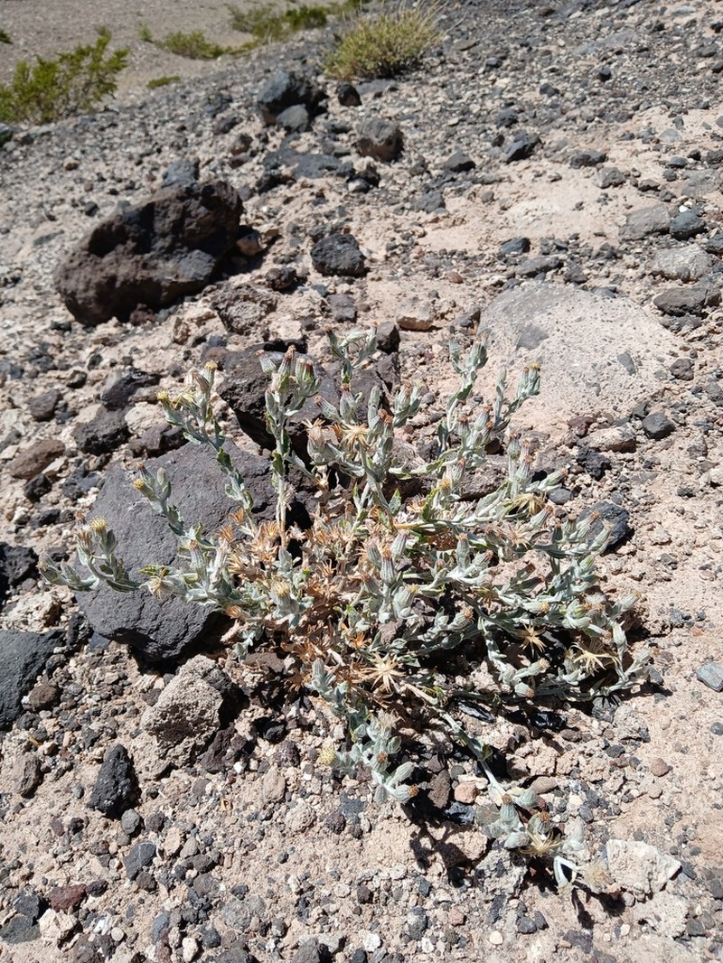 Senecio maeviae photo 3