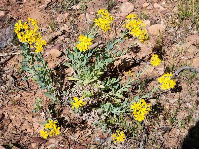Tall Yellowtop
