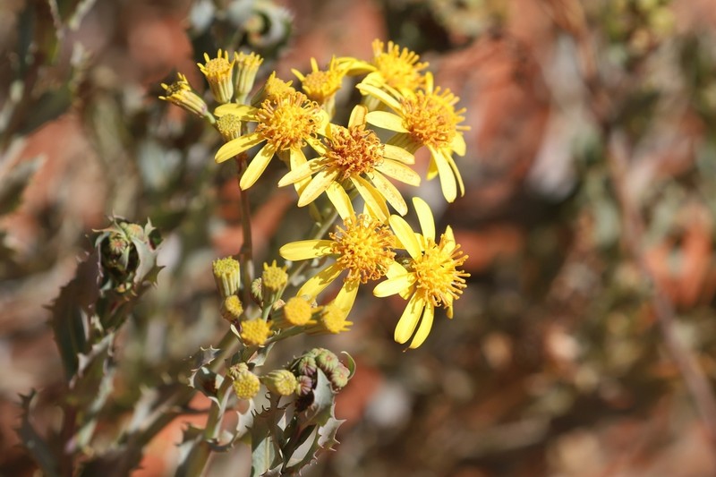 Tall Yellowtop photo 2