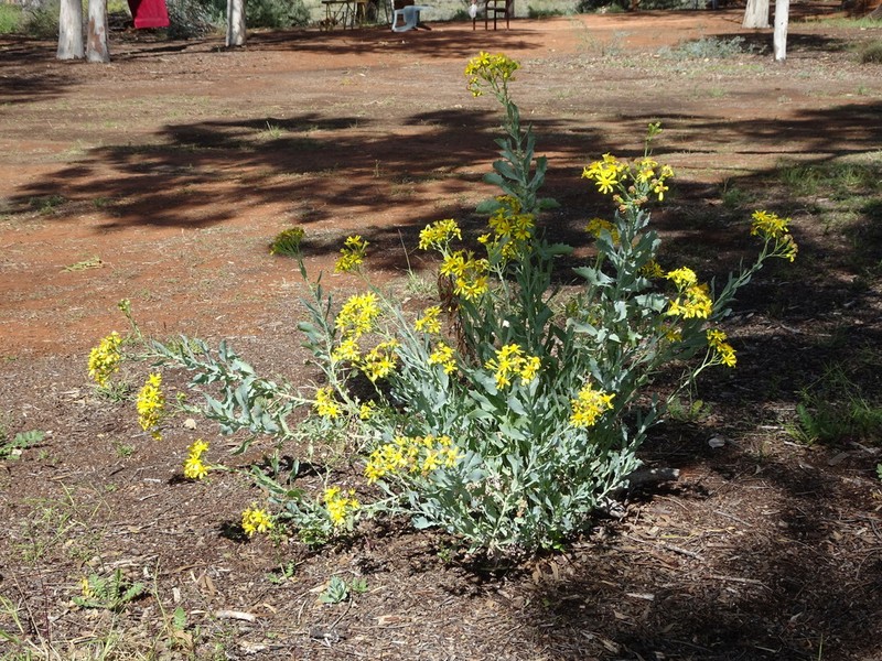 Tall Yellowtop photo 3