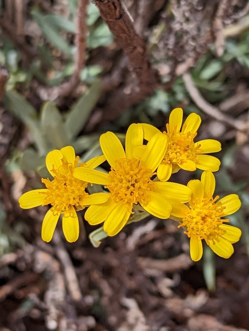Tall Yellowtop photo 4