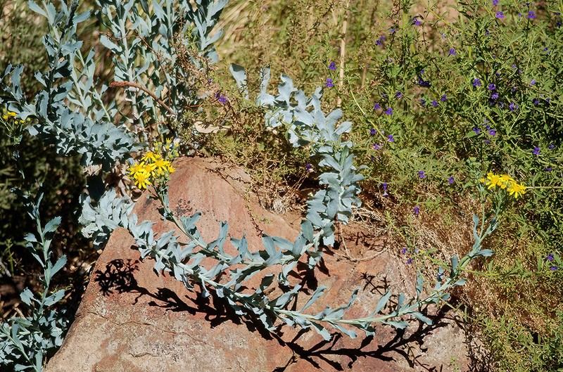 Tall Yellowtop photo 5
