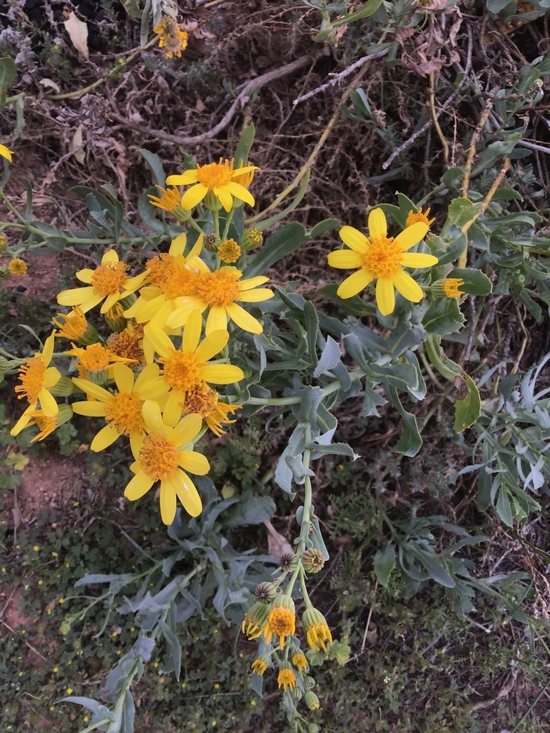 Tall Yellowtop photo 7