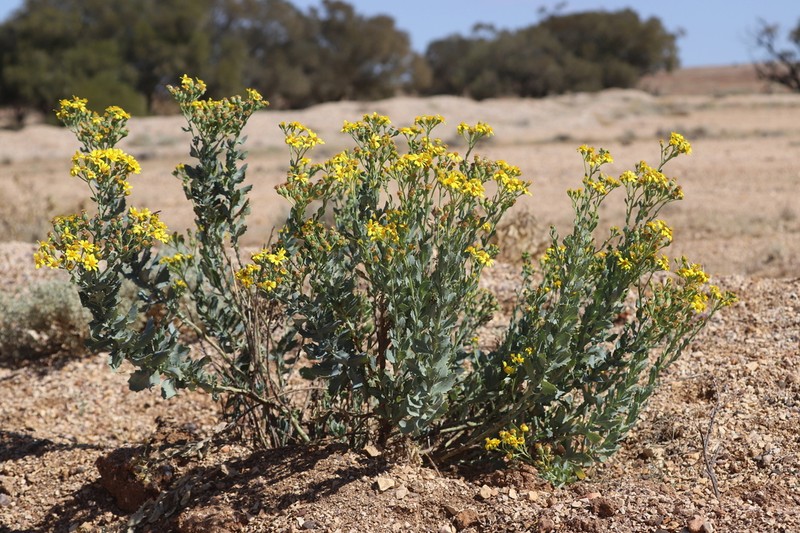 Tall Yellowtop photo 8