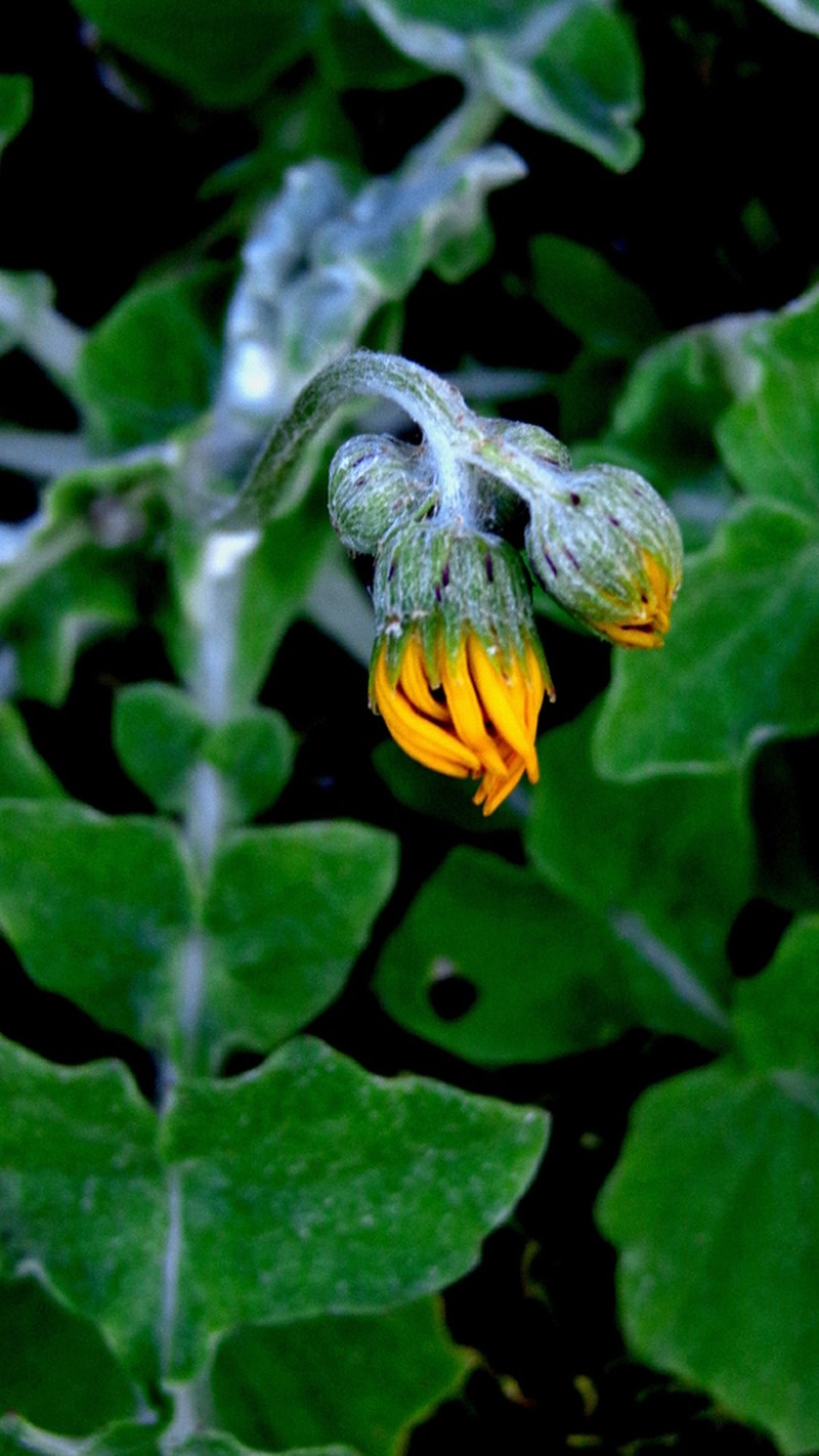 Senecio mahindae