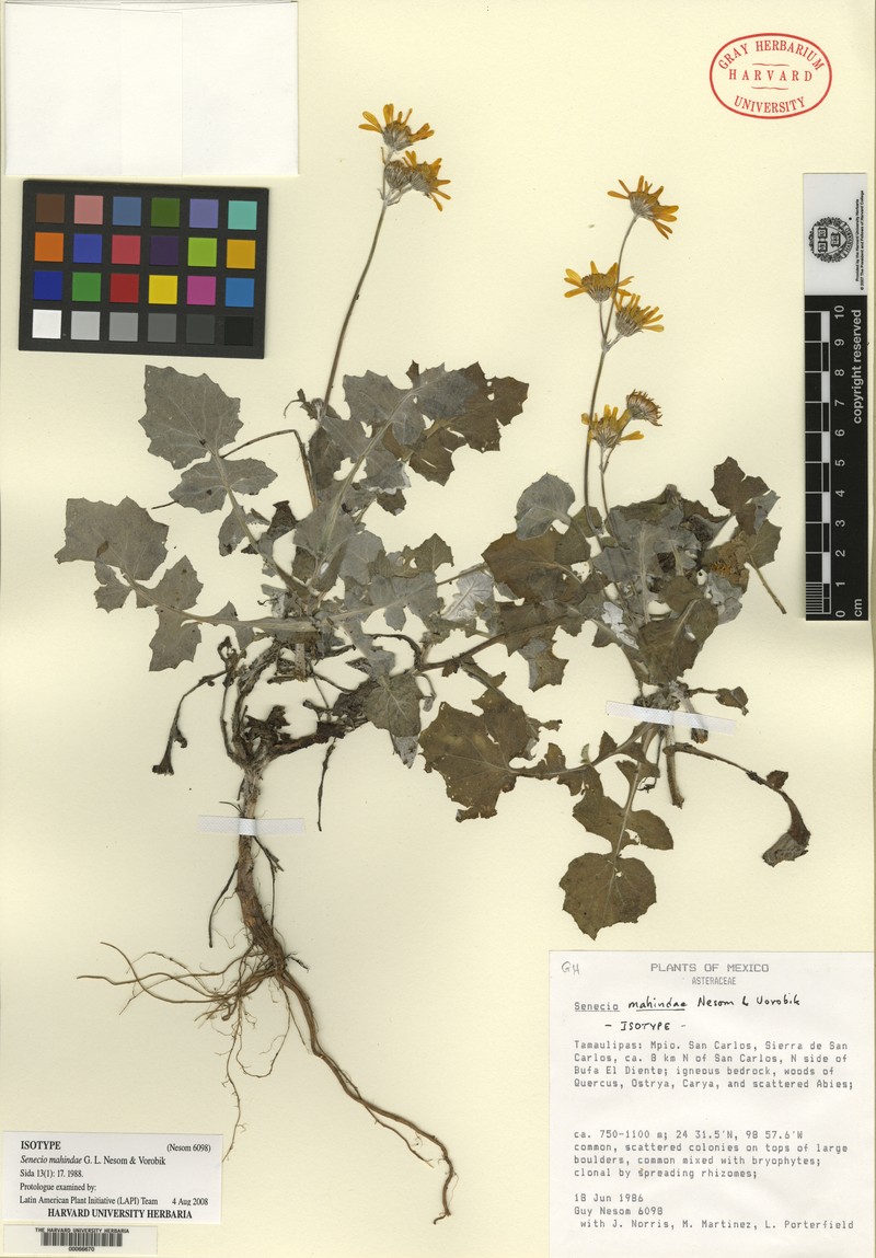 Senecio mahindae photo 2