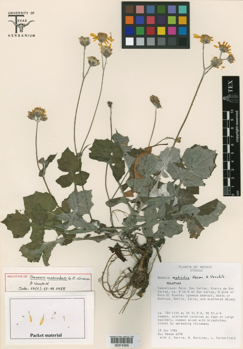 Senecio mahindae photo 3