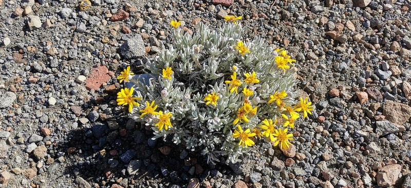 Senecio mairetianus
