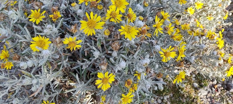 Senecio mairetianus photo 2