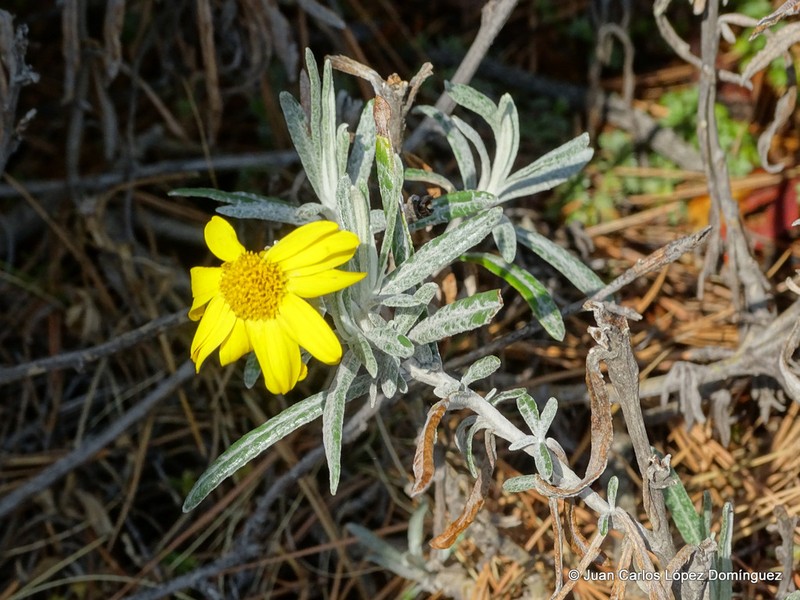Senecio mairetianus photo 3