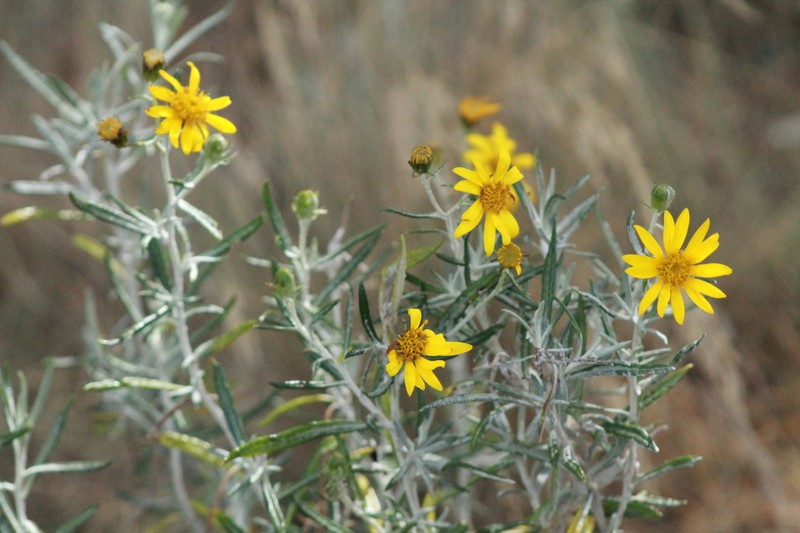 Senecio mairetianus photo 4