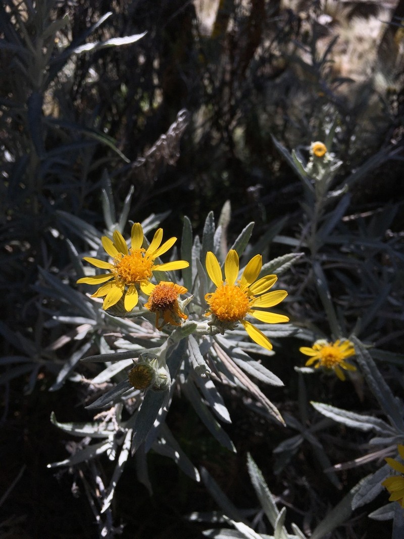 Senecio mairetianus photo 5