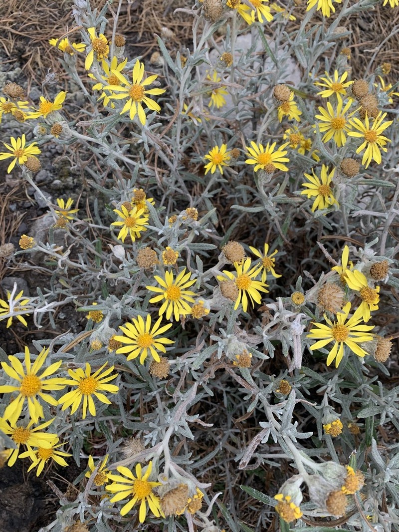 Senecio mairetianus photo 6