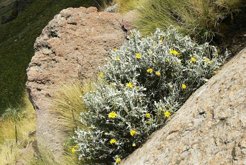 Senecio mairetianus photo 7