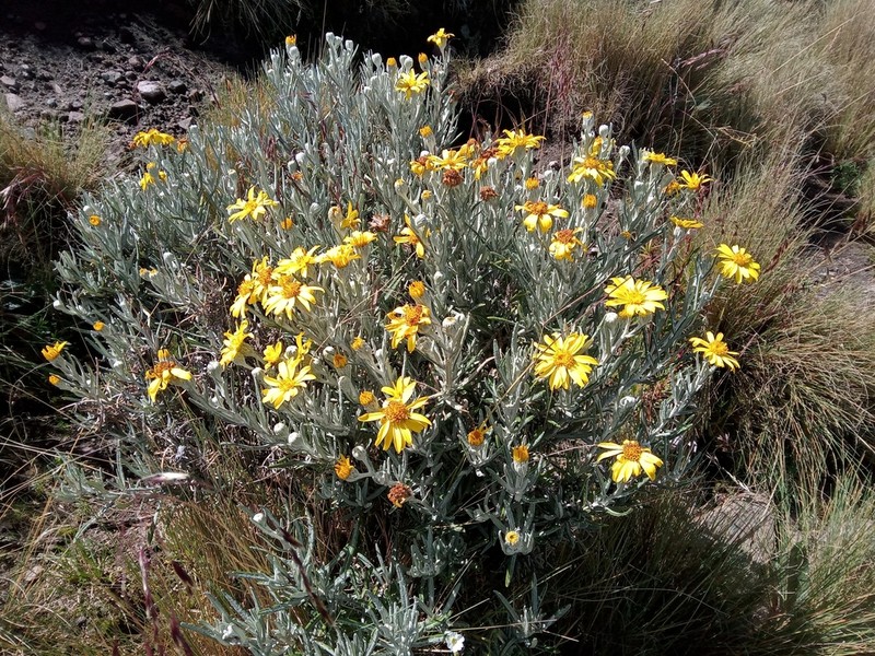 Senecio mairetianus photo 8