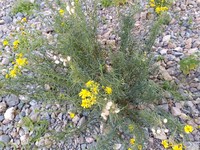 Senecio malacitanus