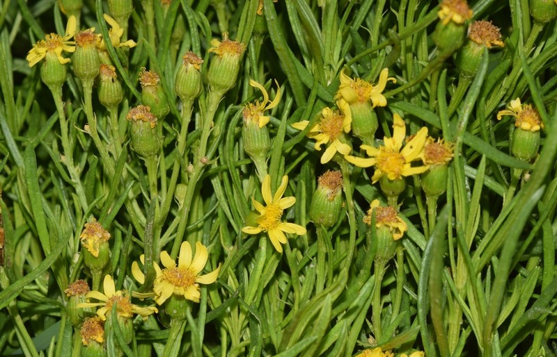 Senecio malacitanus photo 2