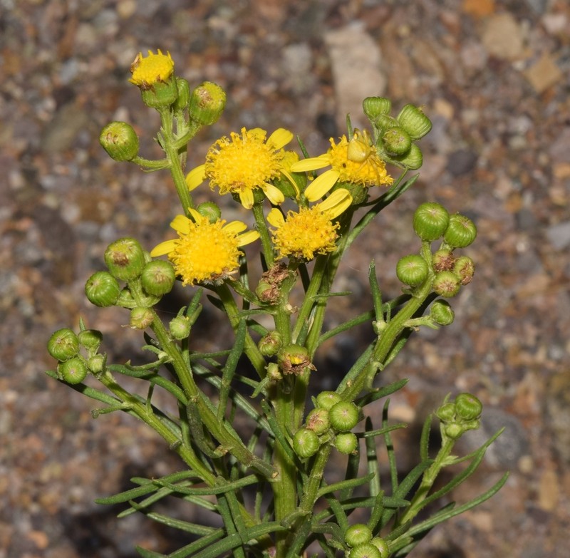 Senecio malacitanus photo 3