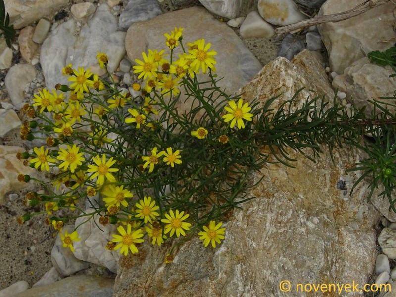 Senecio malacitanus photo 4
