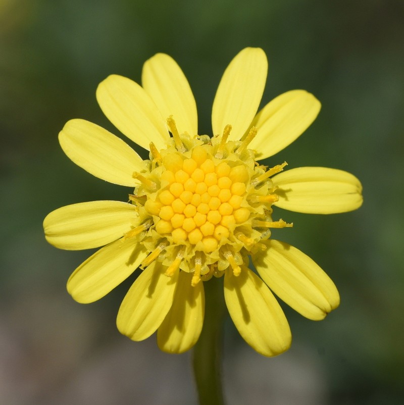 Senecio malacitanus photo 5