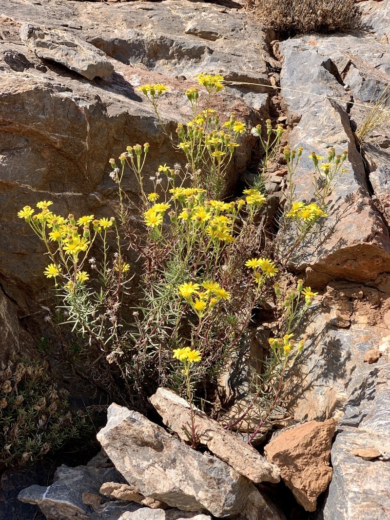 Senecio malacitanus photo 6