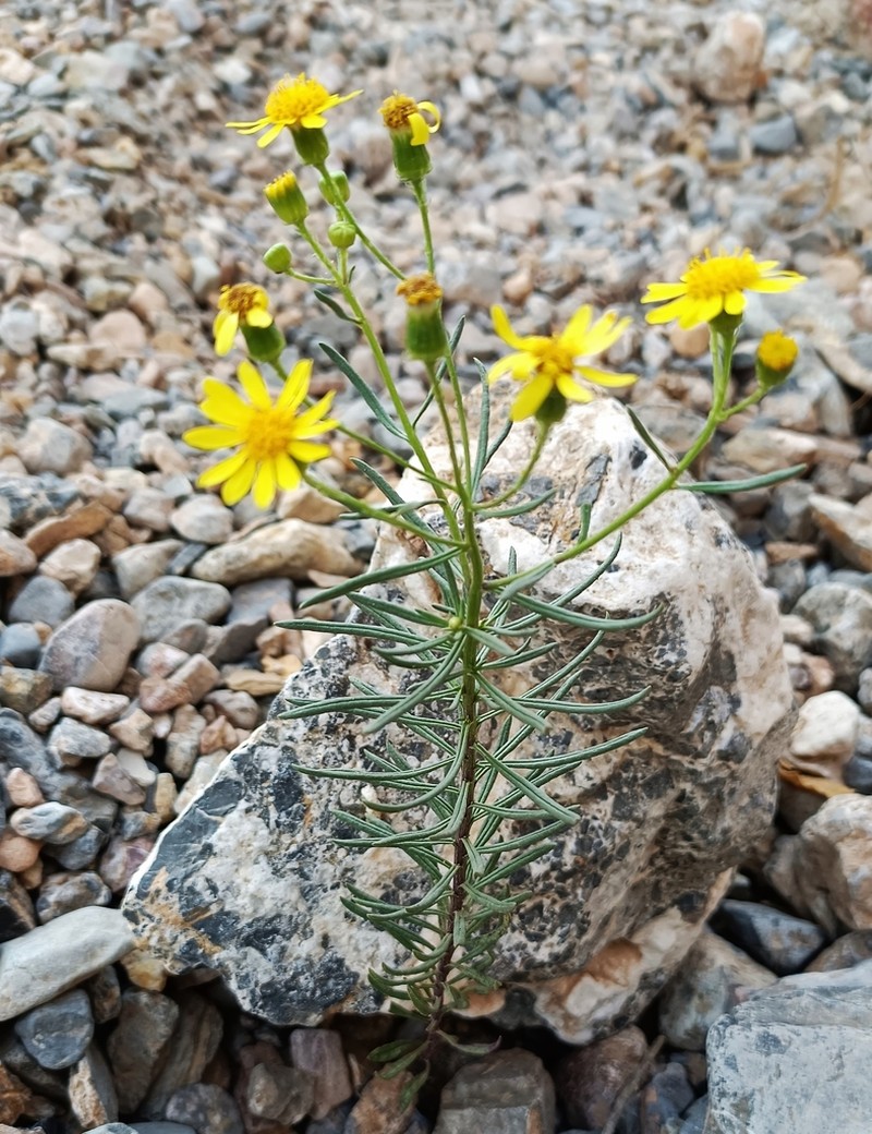 Senecio malacitanus photo 7