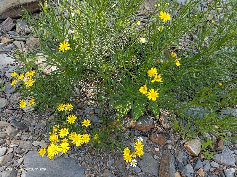Senecio malacitanus photo 8