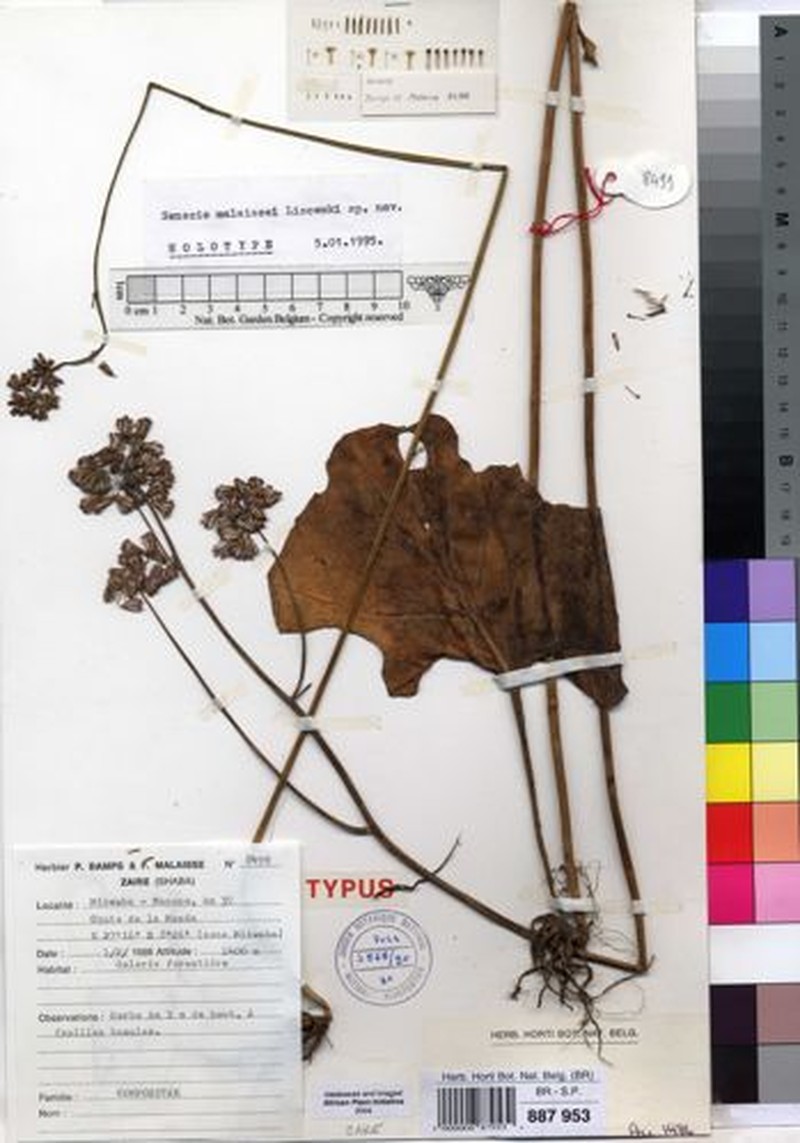 Senecio malaissei