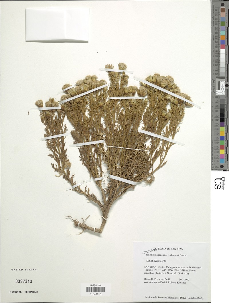 Senecio manguensis