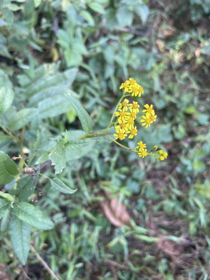Senecio maranguensis