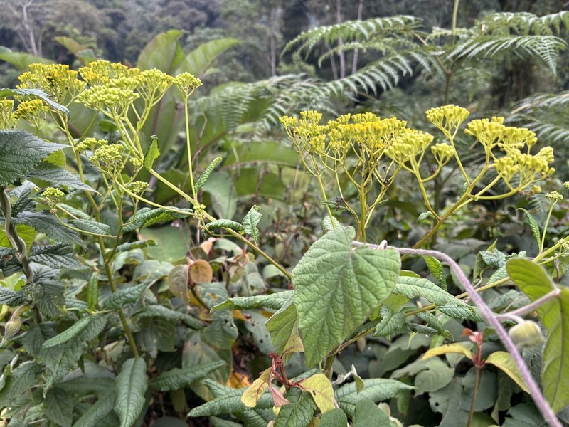 Senecio maranguensis photo 2