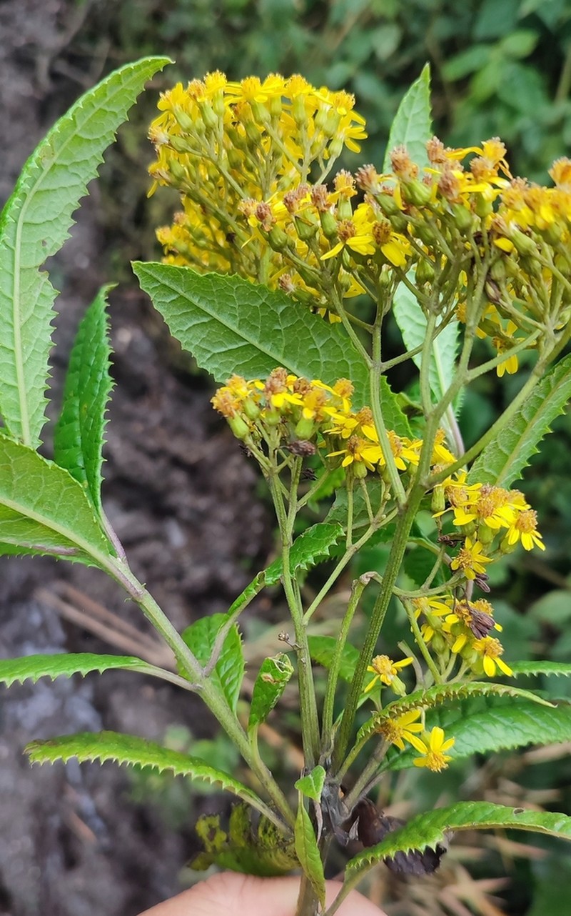 Senecio maranguensis photo 3