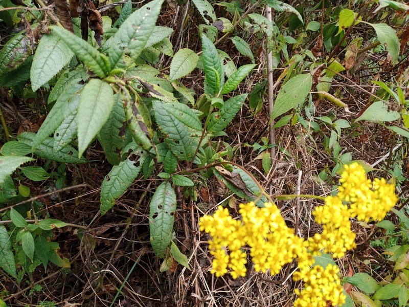 Senecio maranguensis photo 4