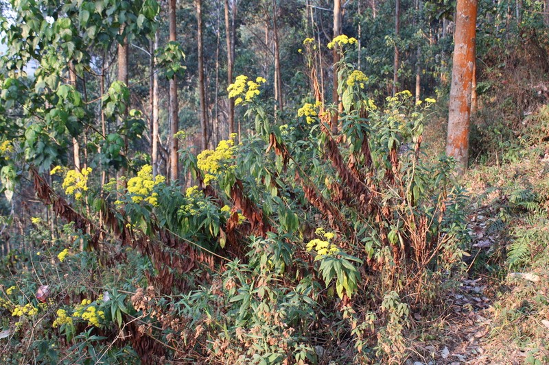 Senecio maranguensis photo 5