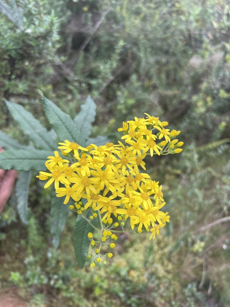 Senecio maranguensis photo 6