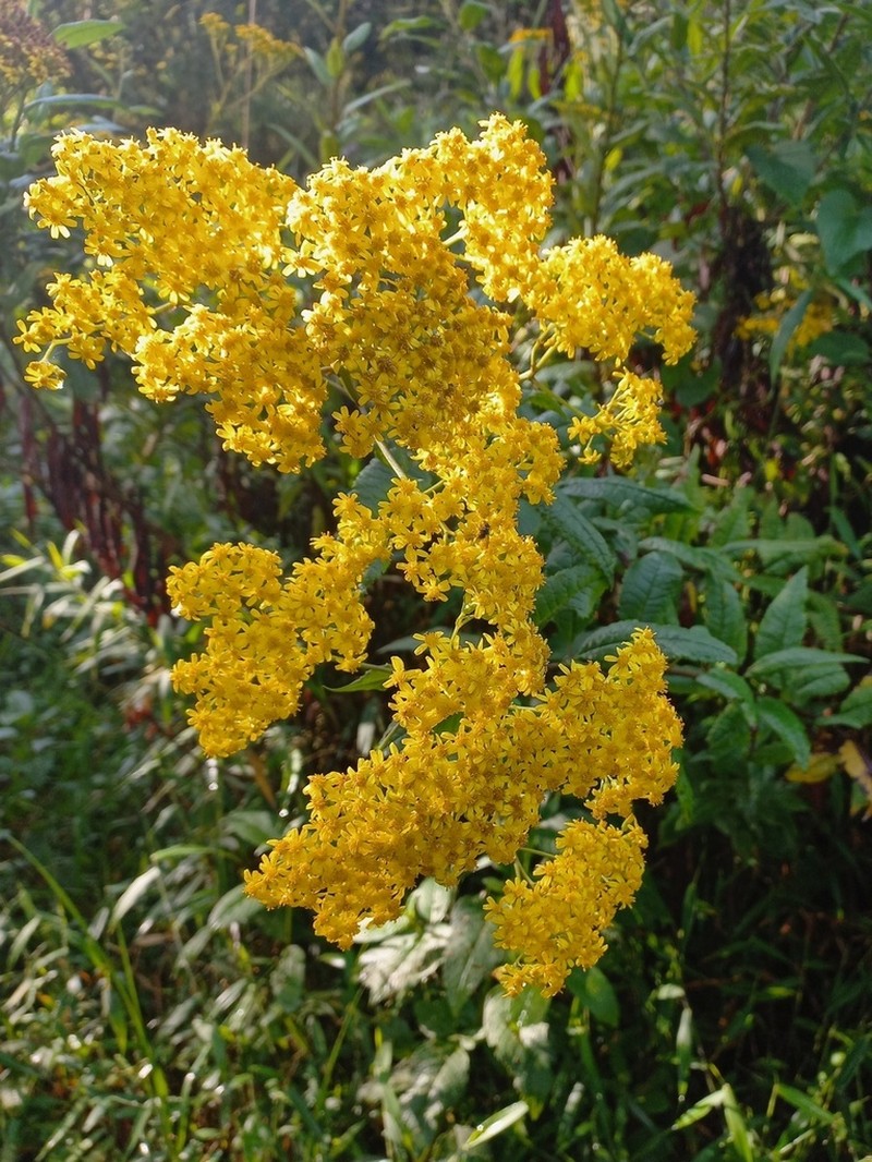 Senecio maranguensis photo 7