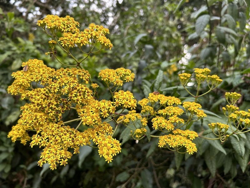 Senecio maranguensis photo 8