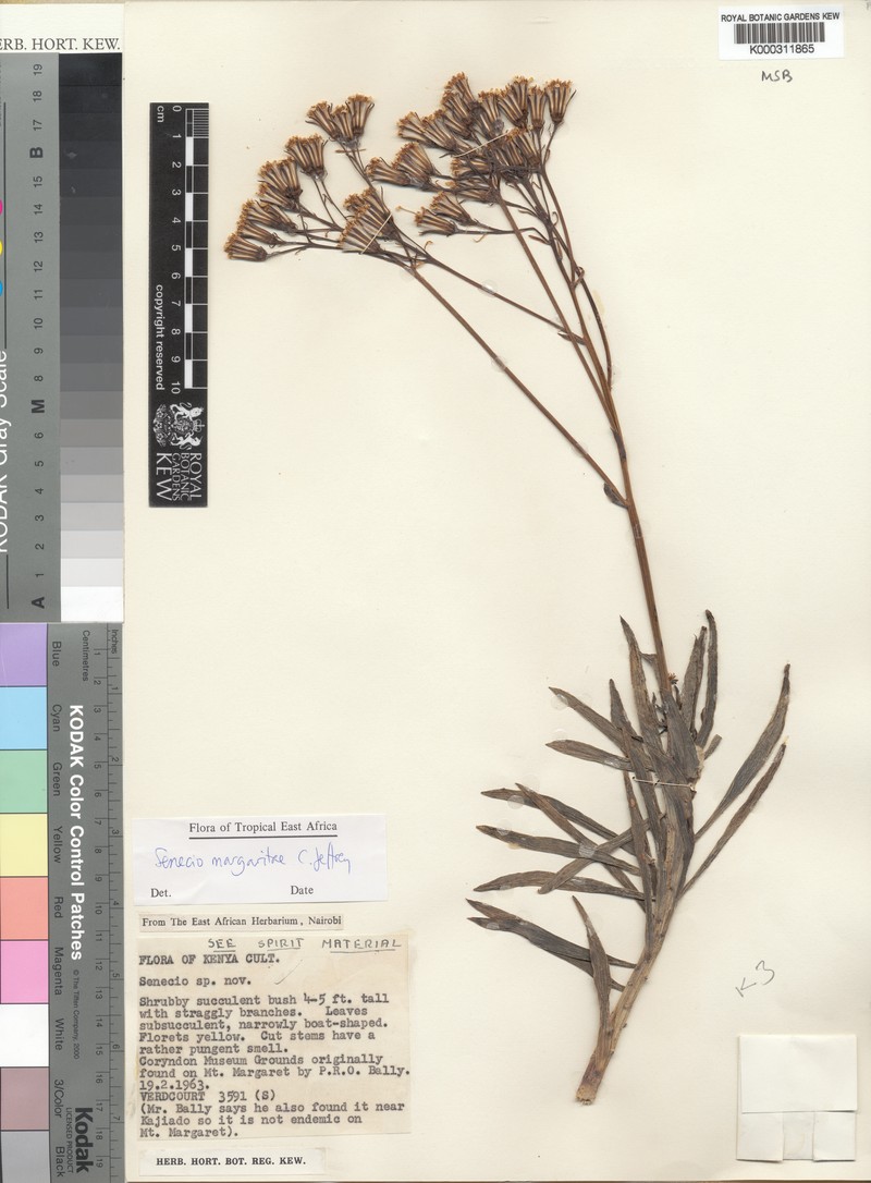 Senecio margaritae photo 2