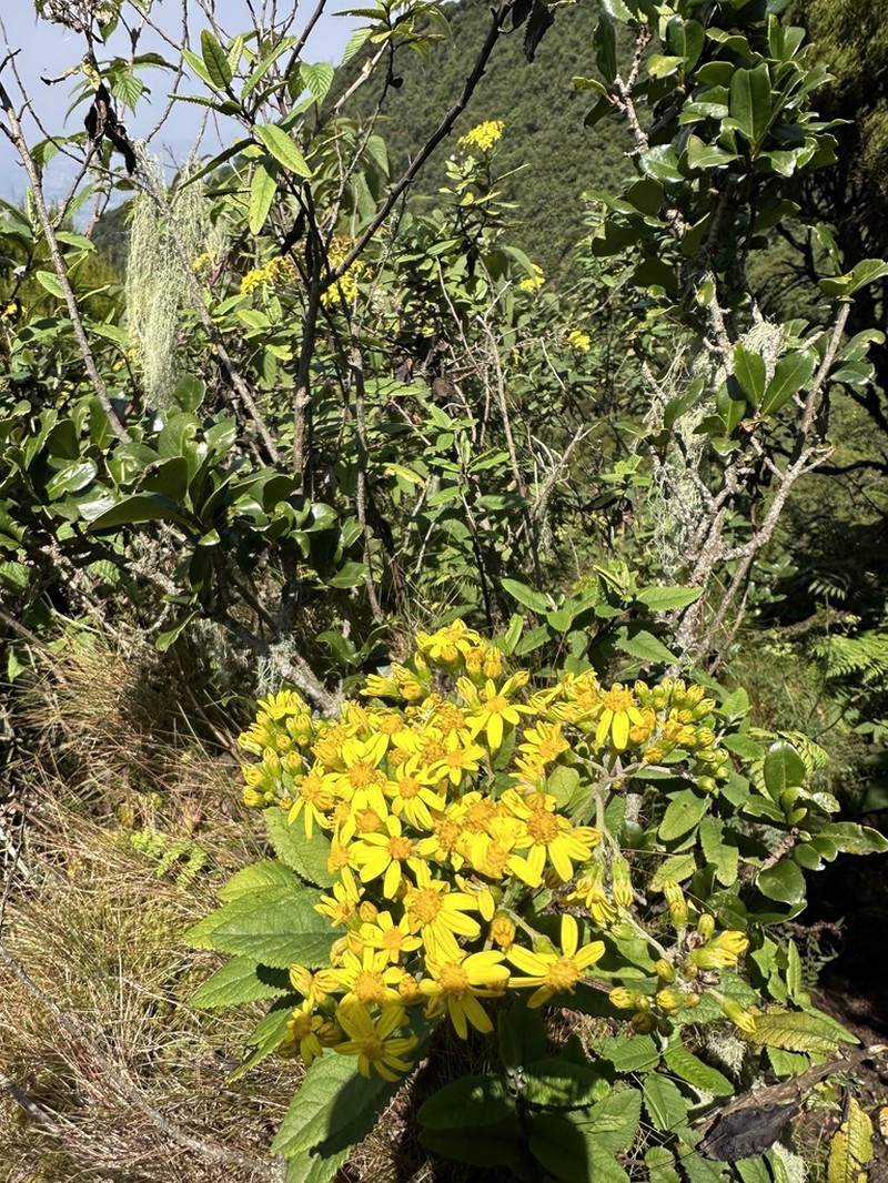 Senecio mariettae