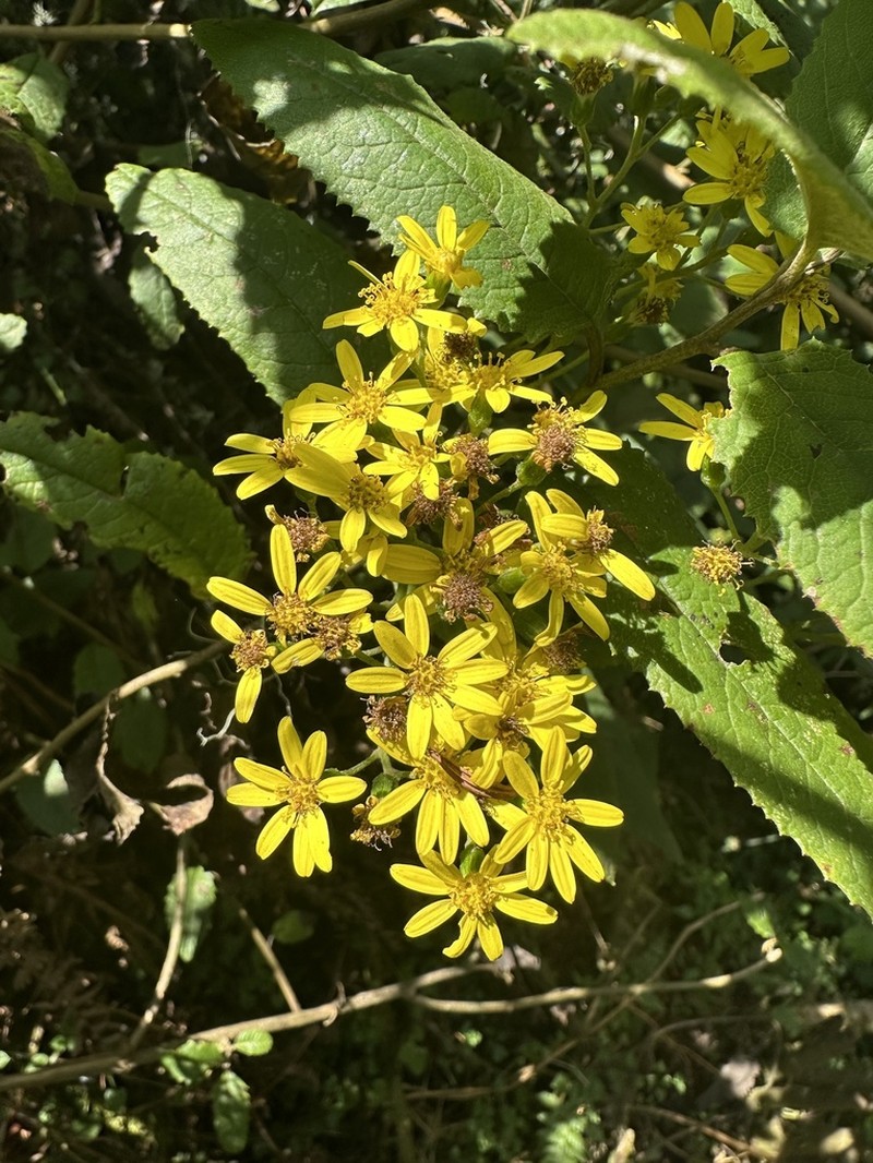 Senecio mariettae photo 2