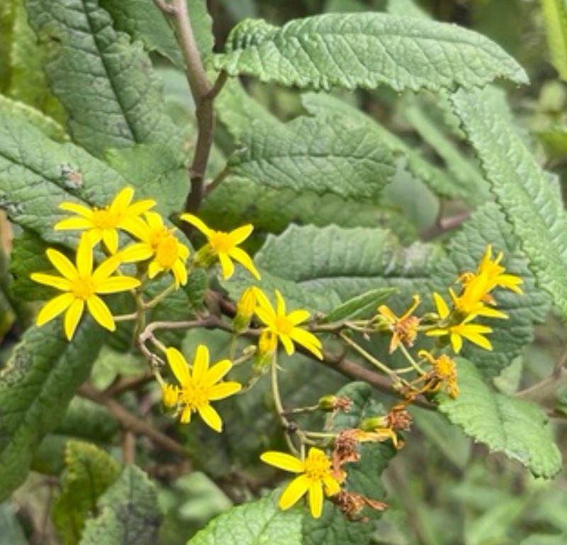 Senecio mariettae photo 3