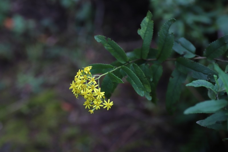 Senecio mariettae photo 4