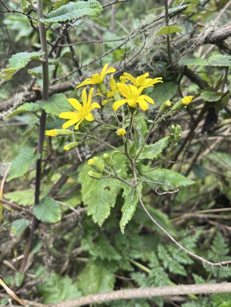 Senecio mariettae photo 5