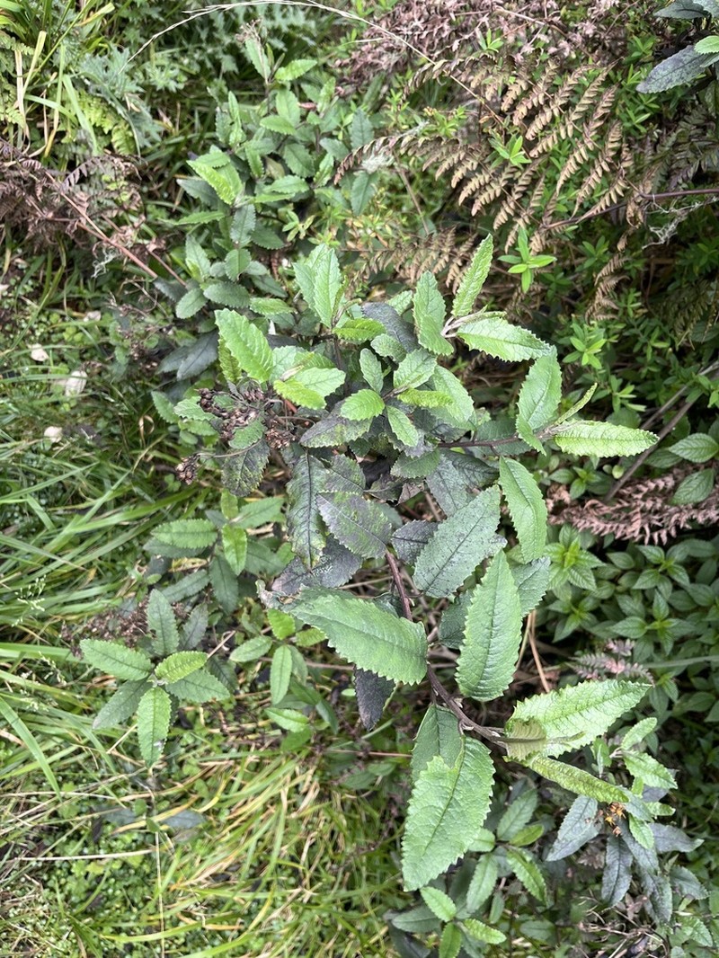 Senecio mariettae photo 6