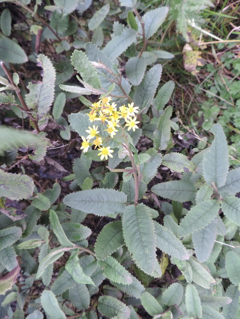 Senecio mariettae photo 7