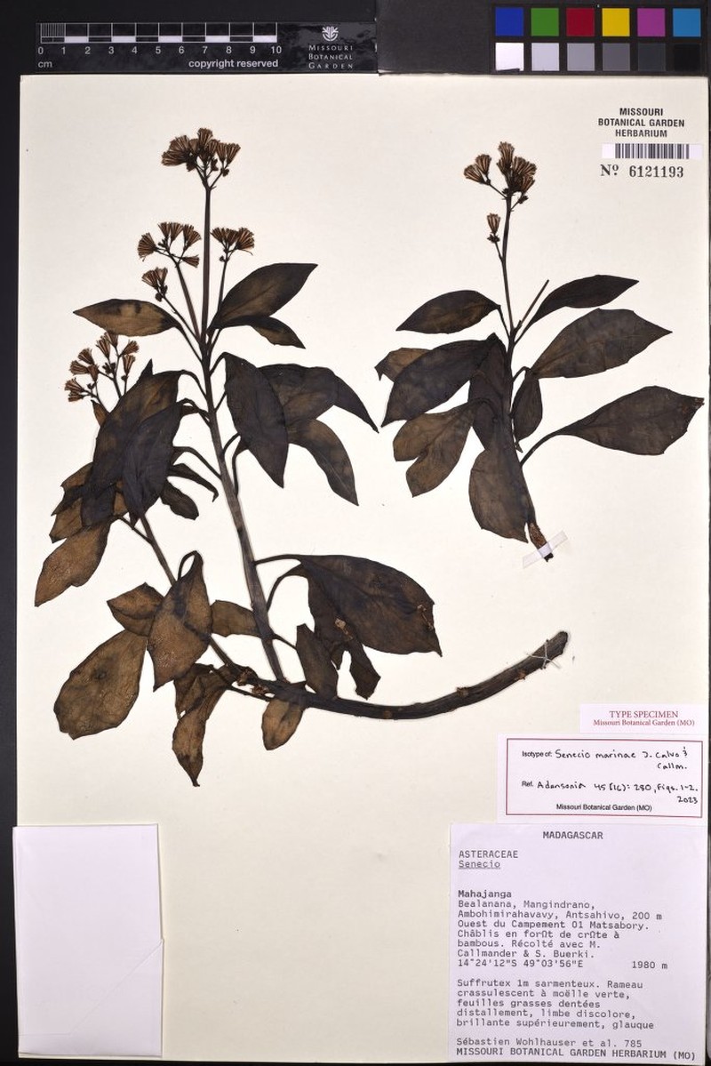 Senecio marinae
